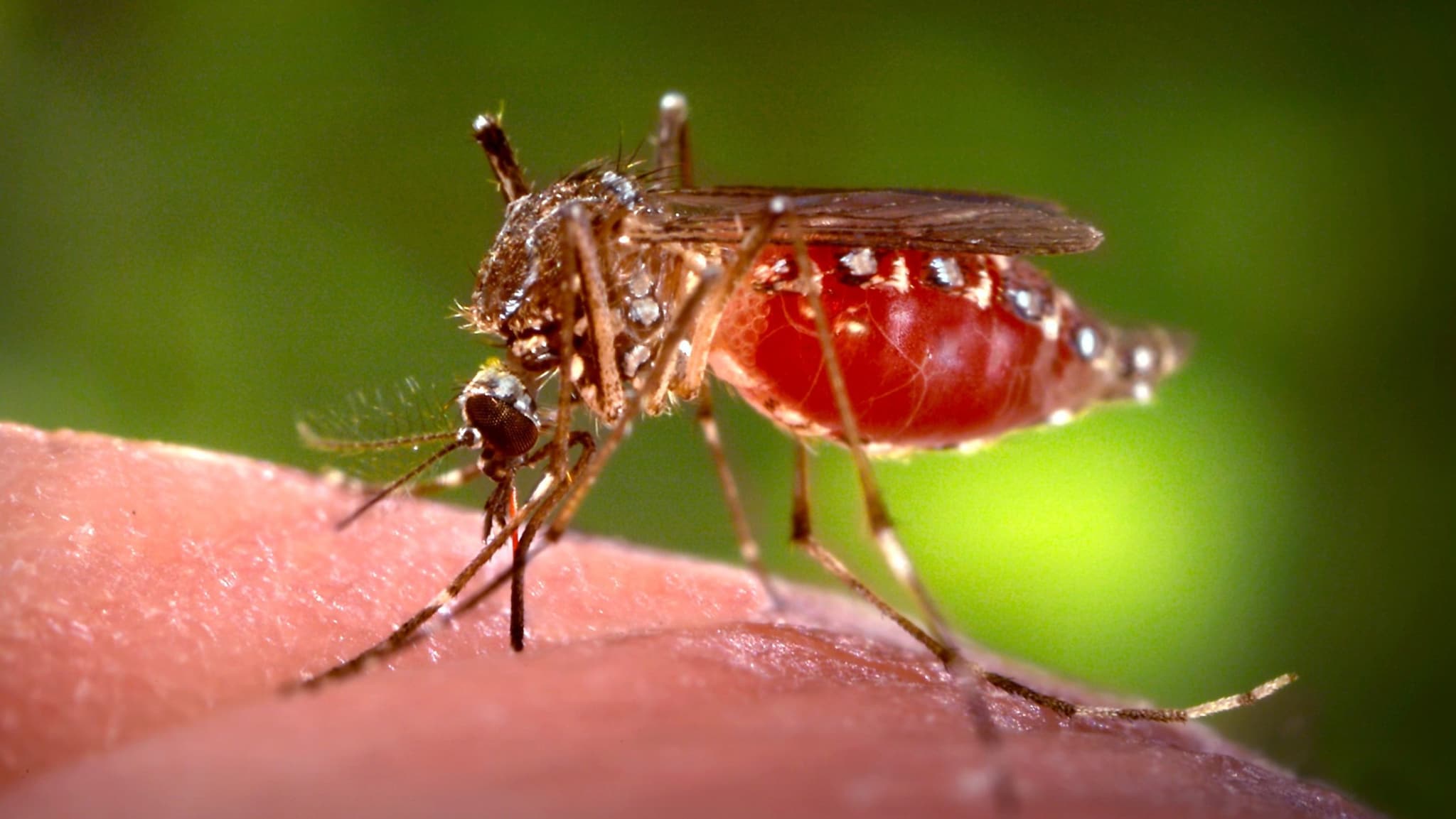 Aedes aegypti mosquito on skin.