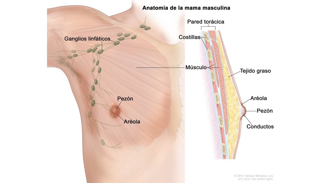 Un diagrama de la anatomía de la mama masculino.