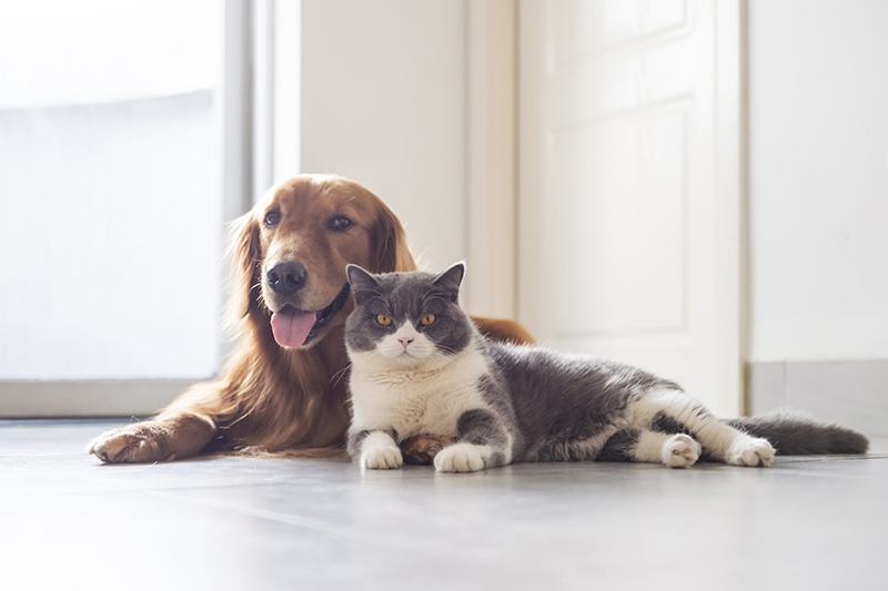 British shorthair and golden retriever friendly