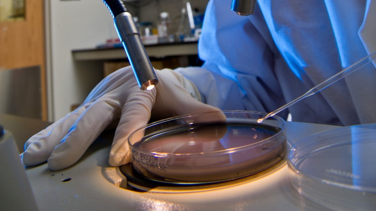 A CDC laboratory worker picks colonies from a culture plate of Legionella.