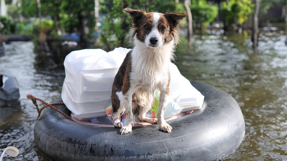 white and brown dog floating on raft in floodwater