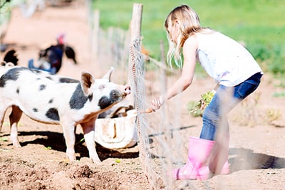 A girls stoops by a fence holding her hand out while looking at a pig. A pig on the other side of the fence looks at the girl.