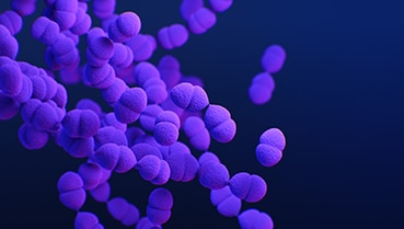 A computer-generated image of Streptococcus pneumoniae based on scanning electron microscopic imagery.